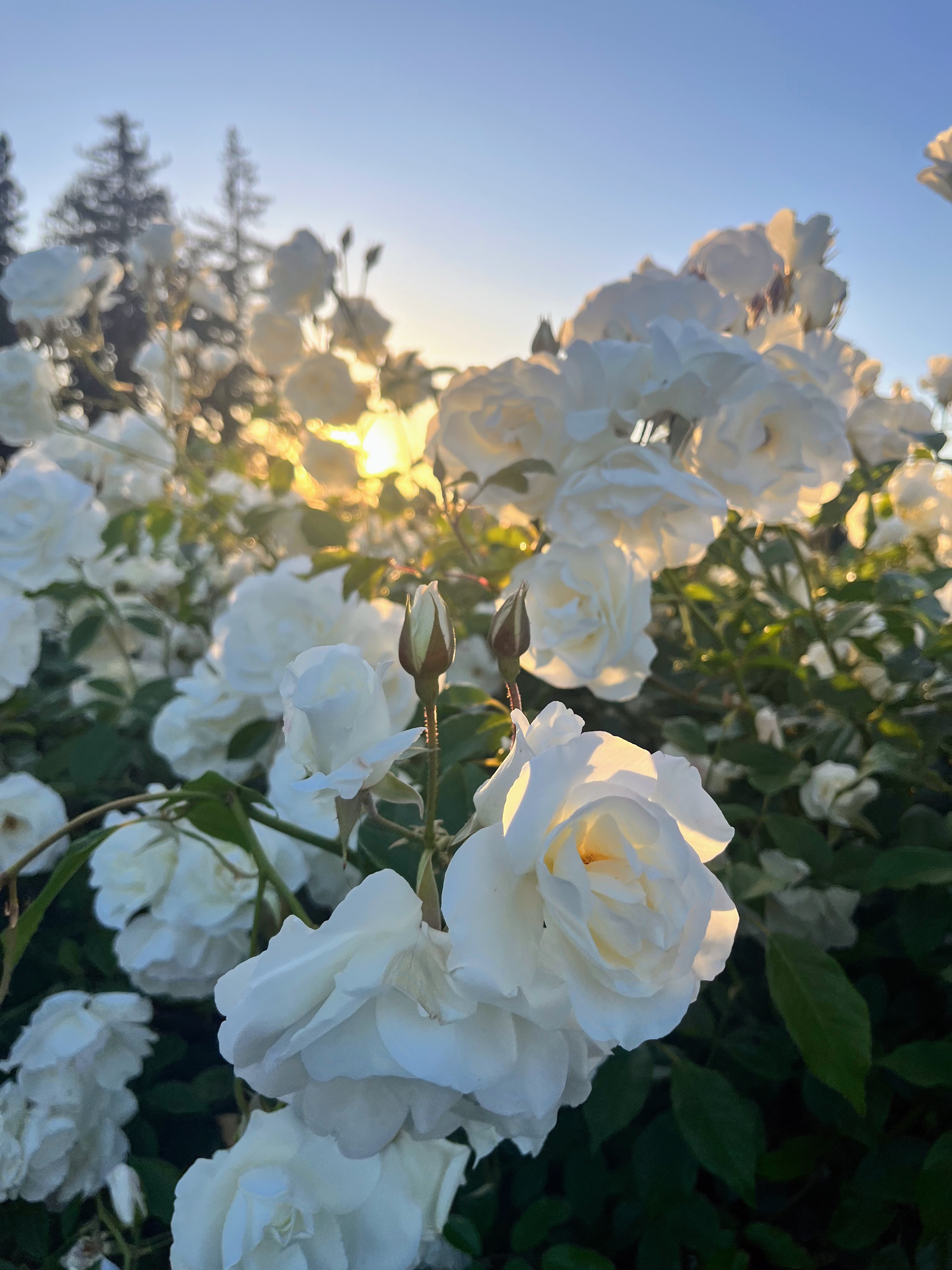 engaging hobbies to help with anxiety